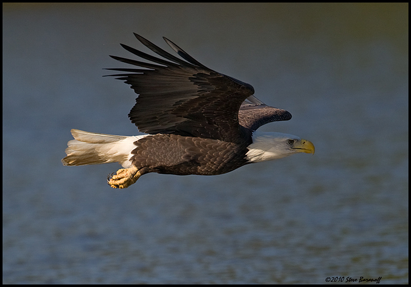 _0SB9046 american bald eagle.jpg
